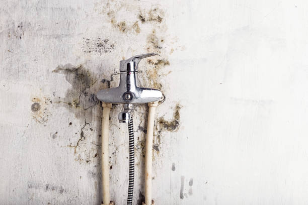 Best Home Mold Removal  in Caribou, ME