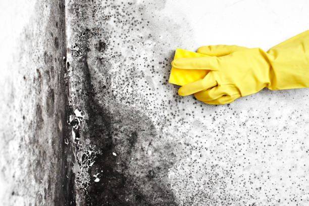 Best Commercial Mold Removal  in Caribou, ME