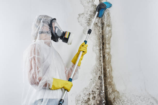 Best Attic Mold Removal  in Caribou, ME