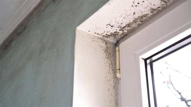 Trusted Caribou, ME Mold Removal Experts