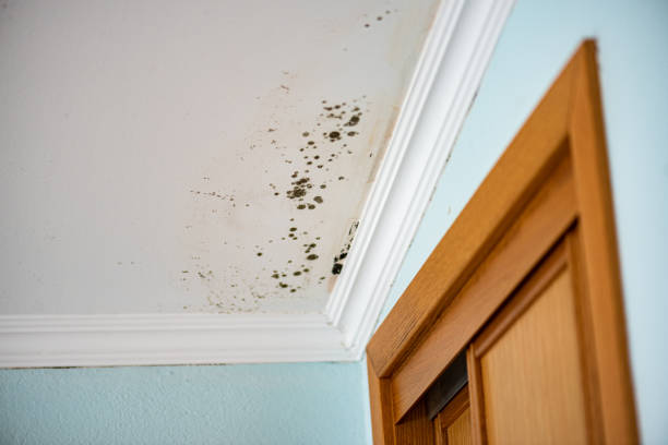 Mold Testing and Removal in Caribou, ME