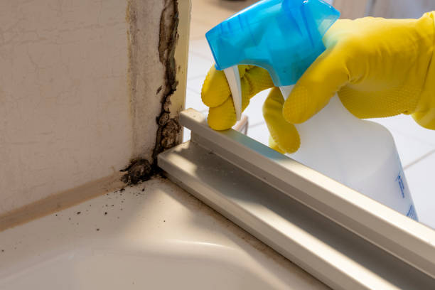 Best Mold Remediation  in Caribou, ME