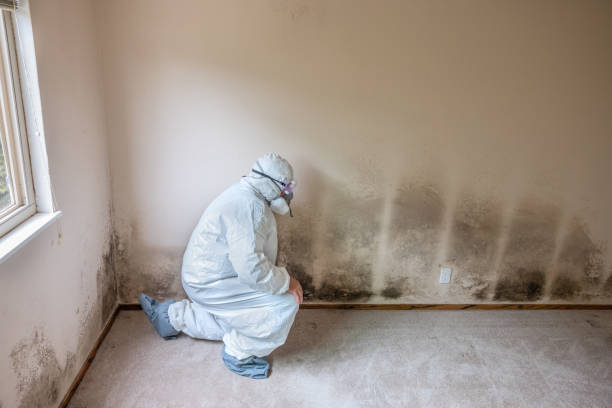 Crawl Space Mold Removal in Caribou, ME