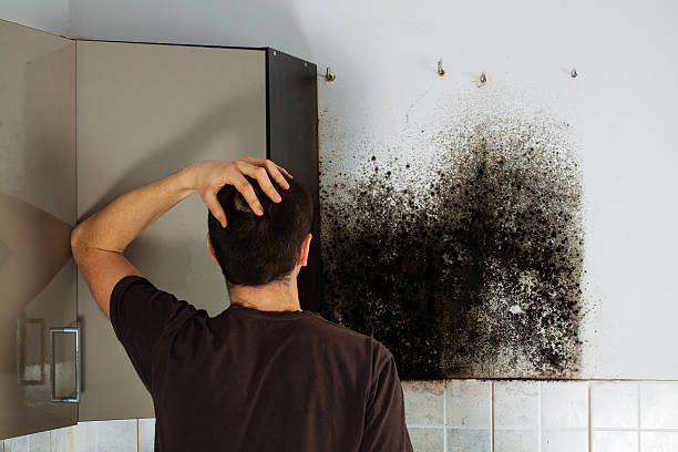 Best Mold Removal and Inspection  in Caribou, ME