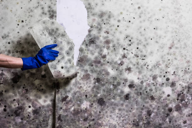 Mold Testing and Removal in Caribou, ME