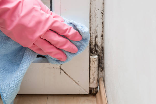 Best Mold Testing  in Caribou, ME