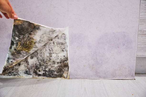 Best Mold Cleaning Services  in Caribou, ME